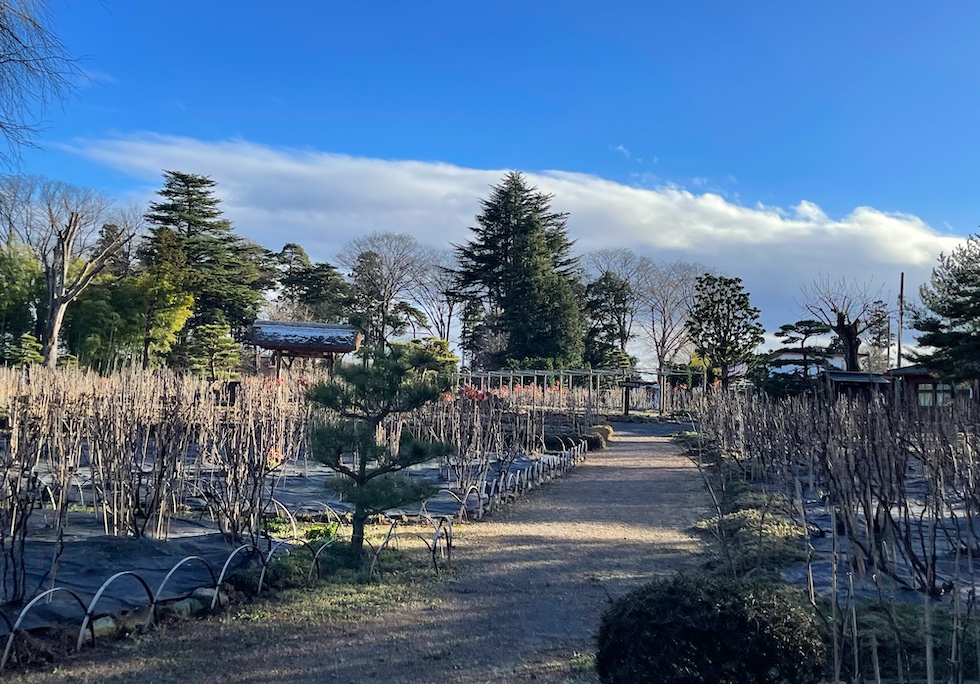 須賀川,牡丹園